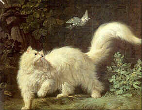 Un chat Angora